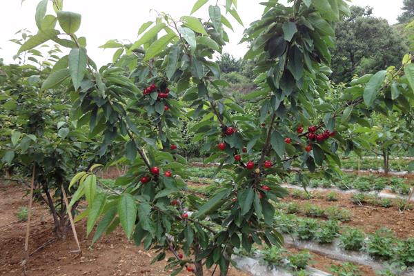 櫻桃樹圖片大全