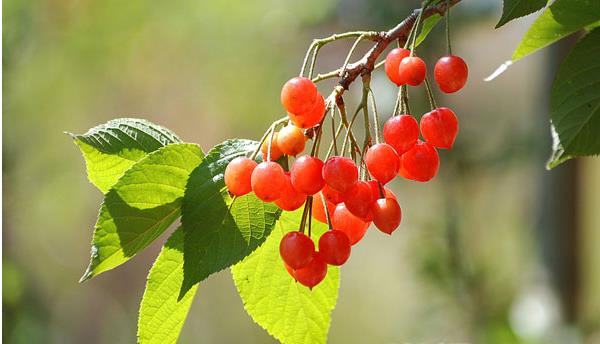 櫻桃樹圖片大全