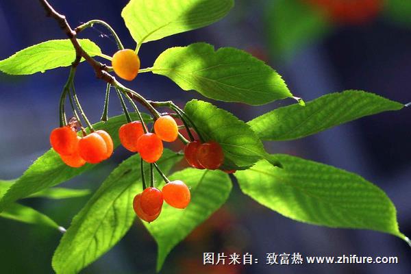 櫻桃樹品種有哪些