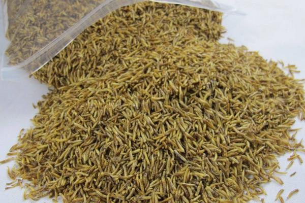 2018養蠅蛆賺錢嗎？蠅蛆養殖的利潤與投資成本及前景預測