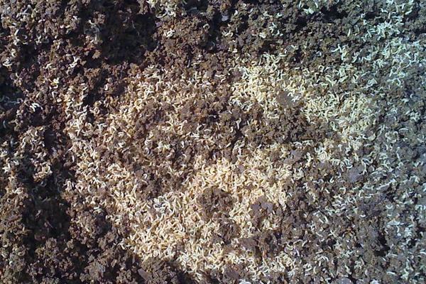 2018養蠅蛆賺錢嗎？蠅蛆養殖的利潤與投資成本及前景預測