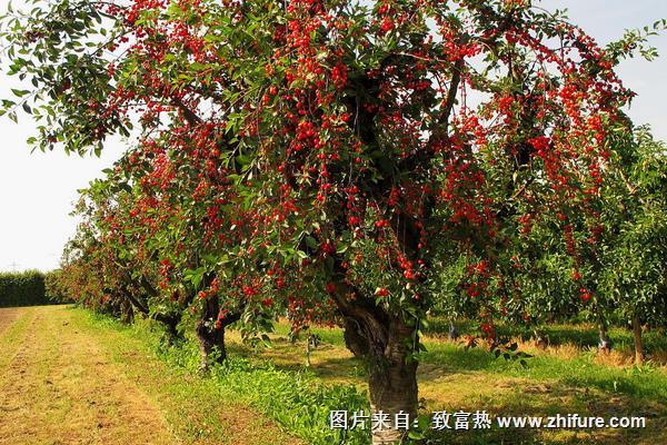 櫻桃樹幾年結果