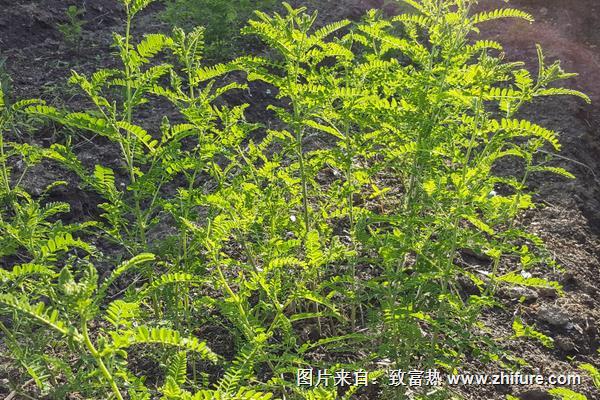 黃芪施肥方法技術