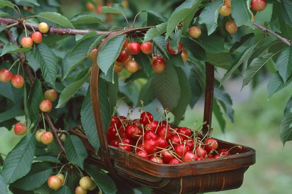 櫻桃樹幾年結果