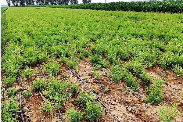 黃芪施肥方法技術