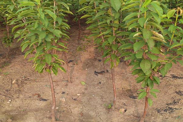 櫻桃樹幾年結果