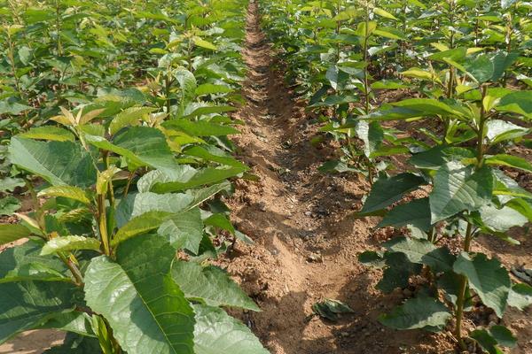 櫻桃樹幾年結果