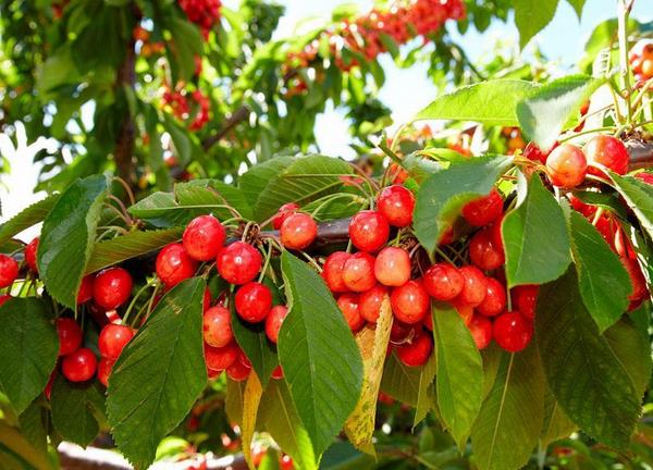 櫻桃樹幾年結果