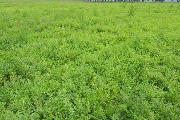 黃芪施肥方法技術