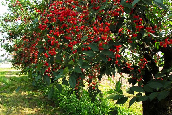 櫻桃樹幾年結果