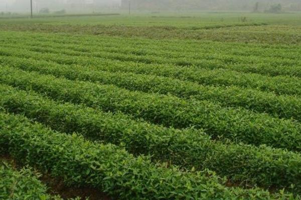 黃芪施肥方法技術