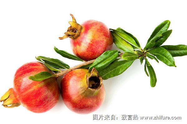 石榴葉的功效與作用及禁忌