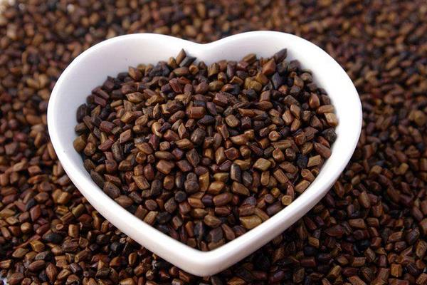 2015種決明子賺錢嗎?2015決明子種植前景及市場價格分析