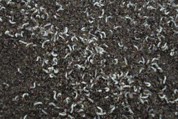 2018養蠅蛆賺錢嗎？蠅蛆養殖的利潤與投資成本及前景預測