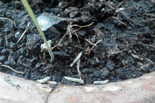 2018養蠅蛆賺錢嗎？蠅蛆養殖的利潤與投資成本及前景預測