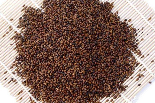 2015種決明子賺錢嗎?2015決明子種植前景及市場價格分析