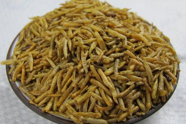 2018養蠅蛆賺錢嗎？蠅蛆養殖的利潤與投資成本及前景預測