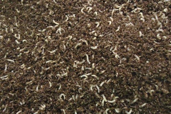 2018養蠅蛆賺錢嗎？蠅蛆養殖的利潤與投資成本及前景預測