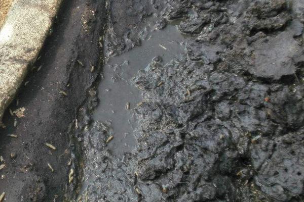 2018養蠅蛆賺錢嗎？蠅蛆養殖的利潤與投資成本及前景預測