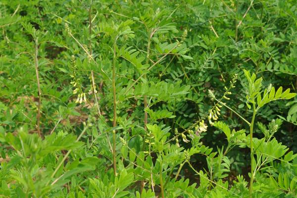 黃芪施肥方法技術