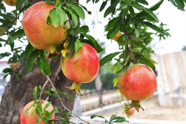 石榴葉的功效與作用及禁忌