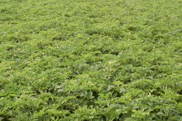 黃芪施肥方法技術