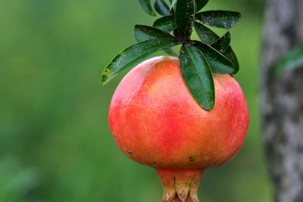 石榴葉的功效與作用及禁忌