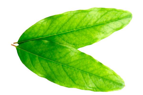 石榴葉的功效與作用及禁忌