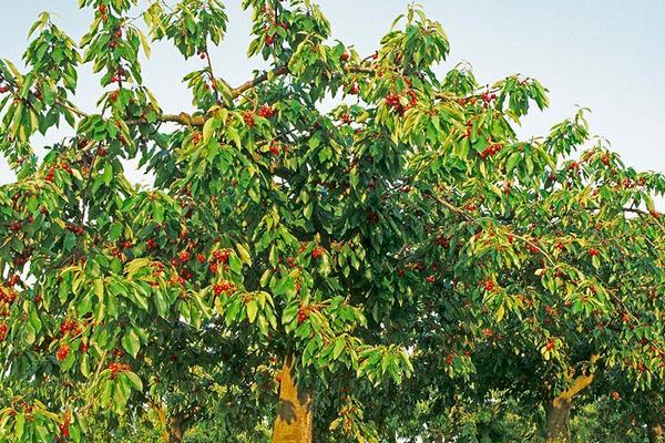 櫻桃樹不結果是怎么回事