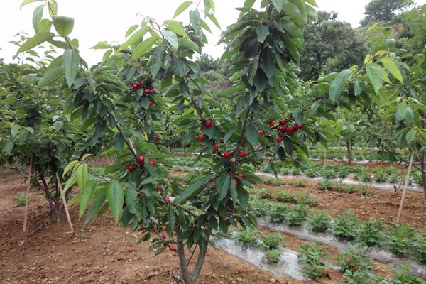 櫻桃樹不結果是怎么回事