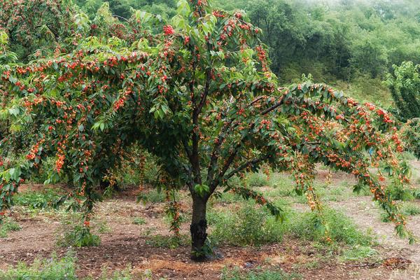 櫻桃樹不結果是怎么回事