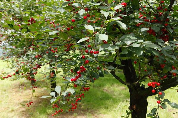 櫻桃樹不結果是怎么回事