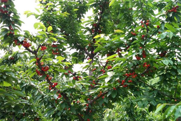 櫻桃樹不結果是怎么回事