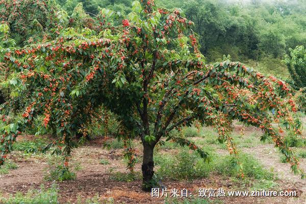 櫻桃樹什么時候種