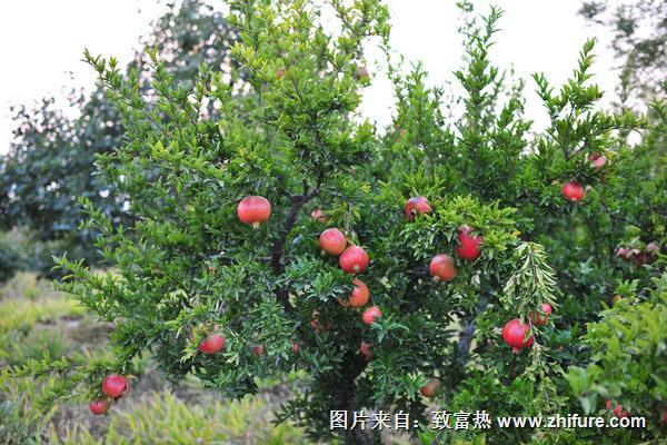 石榴整形修剪方法(圖解步驟)