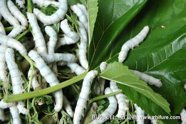 大學生村官的“養蠶經”