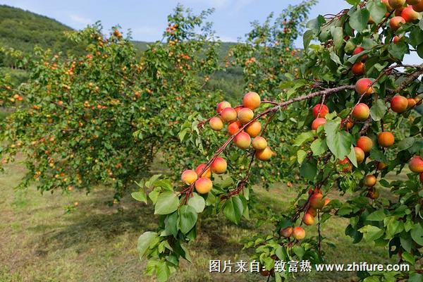 種植櫻桃樹技術