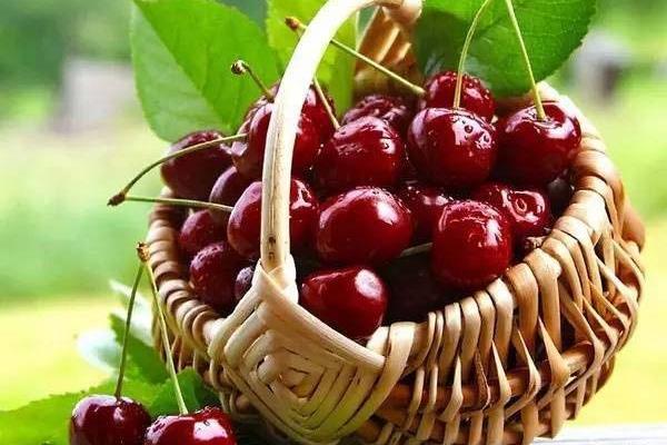 車?yán)遄雍蜋烟业膮^(qū)別是什么