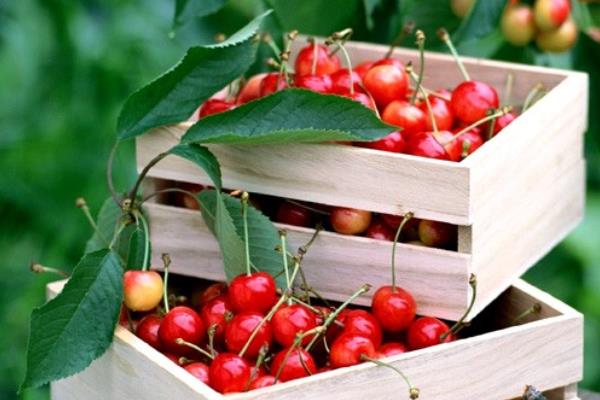 車?yán)遄雍蜋烟业膮^(qū)別是什么