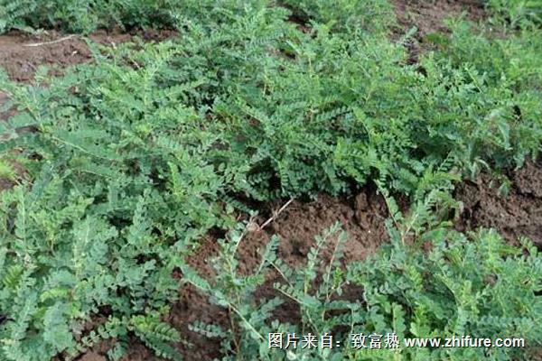 膜莢黃芪與蒙古黃芪的區別