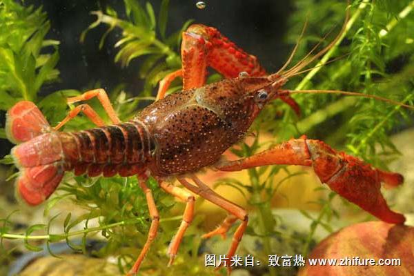 養小龍蝦喂什么