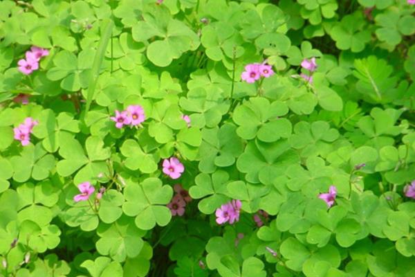 苜蓿草種植方法技術