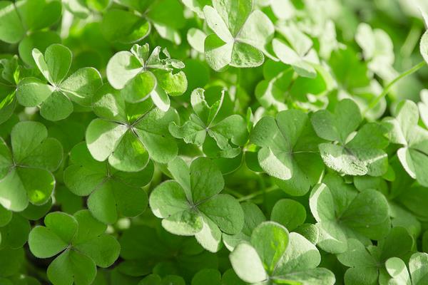 苜蓿草種植方法技術