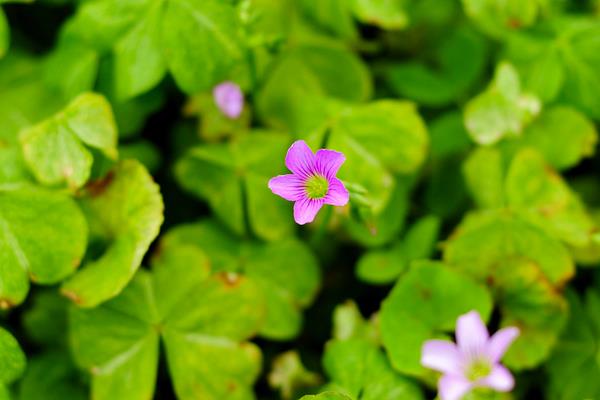 苜蓿草種植方法技術