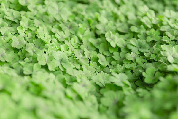 苜蓿草種植方法技術