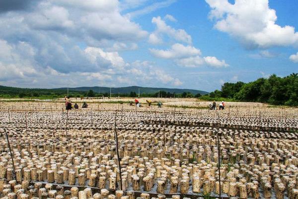 黑木耳種植過程常見問題分析與處理