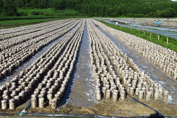 黑木耳種植過程常見問題分析與處理