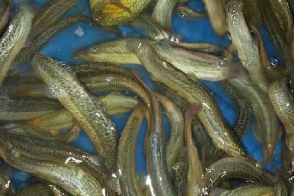 小伙放棄廚師 藕塘養(yǎng)泥鰍獲成功