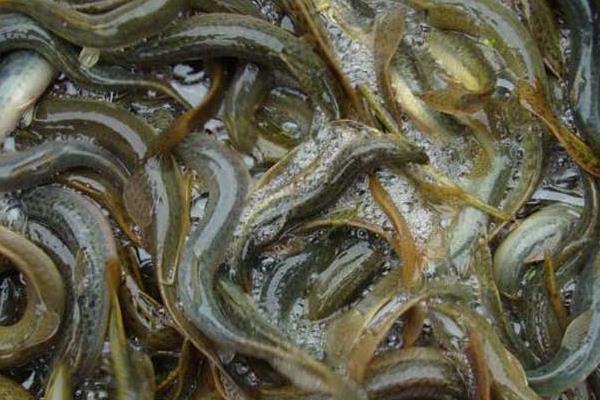 小伙放棄廚師 藕塘養(yǎng)泥鰍獲成功