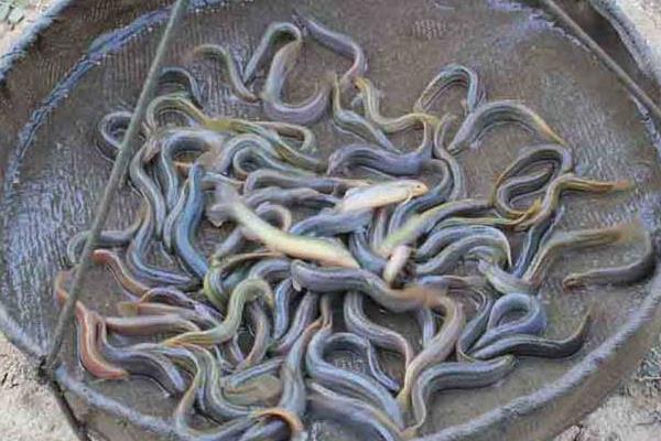 小伙放棄廚師 藕塘養(yǎng)泥鰍獲成功